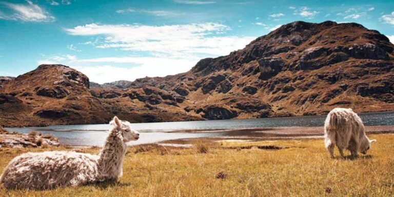cajas-national-park-1024x512